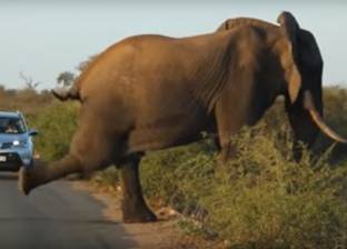 فيديو| فيل يوقف طريقا سريعا ليمارس "اليوجا"