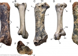 اكتشاف بقايا طائر ضخم من عصور ما قبل التاريخ يشبه النعامة 