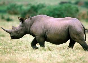 جهود في أدغال سومطرة لإنقاذ أصغر حيوانات وحيد القرن في العالم