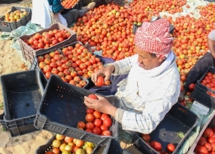 انخفاض جديد في أسعار الطماطم بكفر الشيخ.. «المجنونة» بـ10 جنيه
