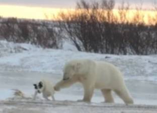 بالصور| دب قطبي وكلب مفترس يلعبان فوق الثلوج