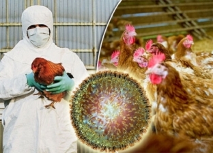 خبير: ظهور إنفلونزا الطيور في أوروبا سيؤثر على صناعة الدواجن محليا