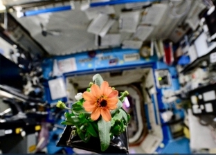 "ناسا" تحتفتل بـ"الفلانتين" بأول زهور زرعتها في الفضاء 