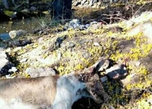 حيوانات ضالة تهاجم أهالي قريتين في قنا.. ومسؤول: قتلنا 30 كلبا