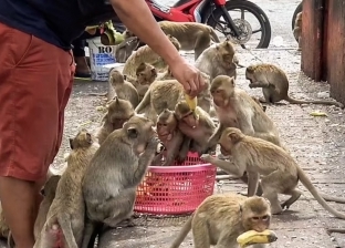 «العليا للفيروسات» عن جدري القرود: ينتقل عبر التنفس