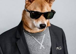 بالصور| أشهر كلب عارض للأزياء.. دخله 15 ألف دولار شهريا