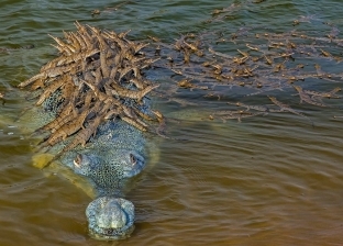 صورة أدهشت العالم.. تمساح نادر يسير حاملا المئات من صغاره فوق رأسه