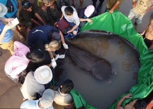 صياد يمسك أكبر سمكة مياه عذبة في العالم.. «وحش حقيقي»