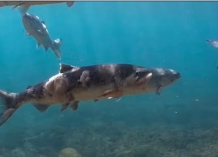 فيديو صادم لأسماك تحترق في مياه المحيط الهادي.. كارثة تحدث لأول مرة