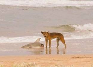 كلب وقرش وثعبان.. ابطال الصورة الأكثر "أسترالية" في العالم
