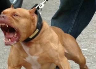 بالفيديو| كلب "بيتبول" يهاجم أخرا ويقتله في لحظة!