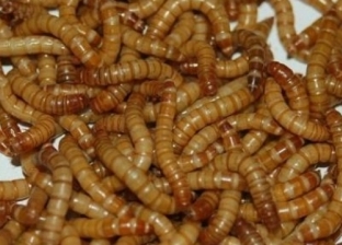 "باستا الديدان" لعشاق الحشرات.. أصبحت متوفرة في المنازل بالصين