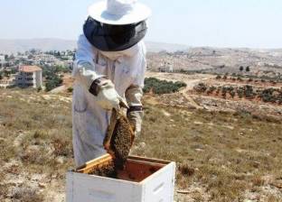 سيدات العسل.. فلسطينيات يساعدن أسرهن ويغيرن مجتمعهن