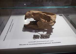 بعد اكتشاف الديناصور.. تفاصيل افتتاح "متحف حفريات" بجامعة المنصورة