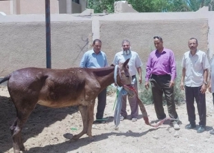 «طب بيطري» المنيا يتكفل بعلاج حصان جريح ألقاه صاحبه في الشارع قبل شهر