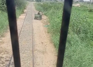 عربة كارو تسابق قطار بالقليوبية.. والحمار الضحية «فيديو»