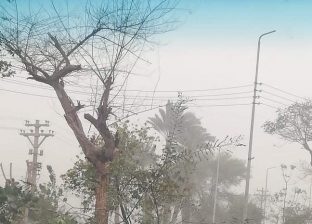 "عاصفة التنين".. سقوط أكثر من 15 شجرة ولافتات إعلانية بالأقصر