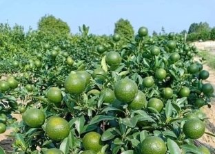 «إرشاد زراعي الإسكندرية» يقدم الطريقة الصحيحة لزراعة أشجار الليمون