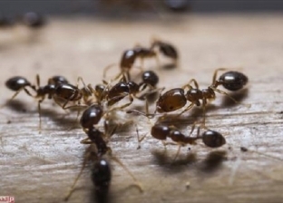 دراسة فرنسية: النمل قادر على اكتشاف الإصابة بالسرطان من الرائحة