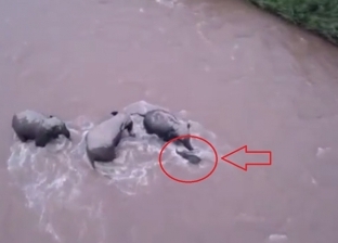 بالفيديو| "كبسولة رحمة".. 3 فيلة تنقذ فيلا صغيرا من الغرق المحتم