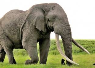 المسؤول عن حديقة الحيوان: لا يوجد لدينا سوى فيل ووحيد قرن