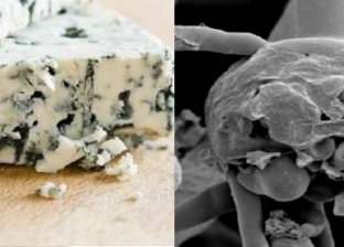 هل يحتوي الجبن الريكفورد على الفطر الأسود؟.. استشاري بكتيريا يجيب
