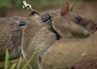 بحقيبة بها ميكروفون.. تنزانيا تدرب الفئران على مساعدة فرق الإنقاذ عند الزلازل