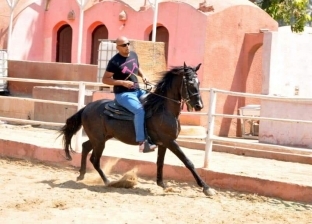 ملجأ لرعاية وترويض الخيول في نزلة السمان: «حساسة أكتر من البني آدمين»