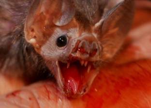خبراء: الخفاش قد يكون الطريق لزيادة أعمار البشر إلى 240 سنة