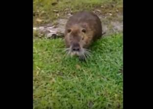 بالفيديو| انتشار فئران ضخمة في كاليفورنيا.. الواحد منها 10 كيلو