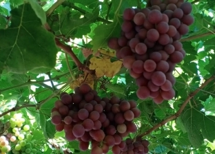 فوائد العنب الأحمر.. إليك السعرات الحرارية والكمية المسموح بها يوميا