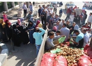 حصاد خسائر مزارعي البطاطس بالغربية: «الفلاح يشقى والتاجر يكسب»