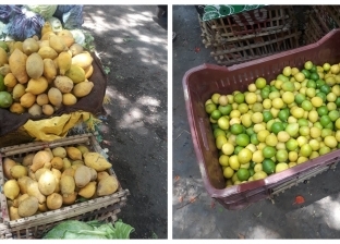 بسبب الليمون.."زراعة النواب" توضح لماذا ارتفعت أسعار الخضروات والفاكهة؟