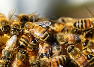 النحل ينتقم من طفل اعتدى على خليته بطريقة شرسة.. «شوه وجهه»