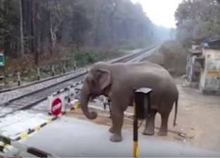 بالفيديو| فيل يغير مسارات القطارات في الهند