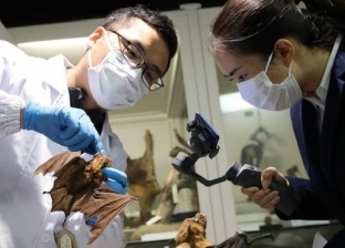 علماء صينيون يحذرون من فيروس جديد مصدره الخفافيش