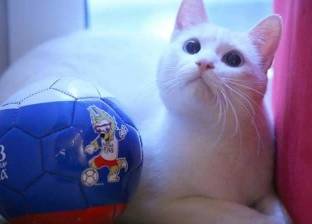 تعرف على نبوءة القط "أخيل" لمباراة مصر وروسيا اليوم في كأس العالم