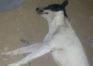 حملة للقضاء على الكلاب الضالة بمساكن غرب النوبارية في الإسكندرية