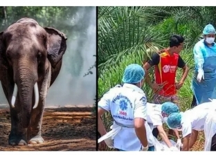 فيل ينتقم من صاحبه بطريقة متوحشة بـ تايلاند.. «بيشغله في الحر»