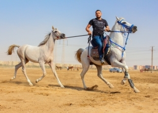 طبيب بيطري يقترح تصدير الخيول المصرية للدول العربية: تجلب العملة الصعبة