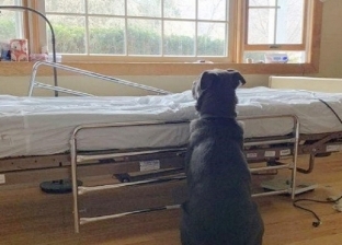 الوفاء في أعظم صوره.. الكلب "موز" ينتظر عودة صديقه المتوفي أمام سريره