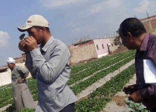 بالصور| "الزراعة" تكافح آفات محصول الفراولة في القليوبية