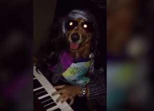 بالفيديو| كلب يتنكر في ملابس المطرب ستيف تايلر.."مرعب ومضحك"