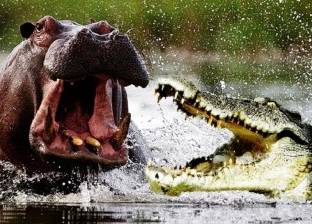 بالفيديو| تمساح يهاجم صغار فرس النهر.. شاهد ماذا فعل القطيع
