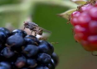 دراسة توضح.. متى يعرف الذباب طريقة إلى الطعام؟