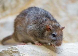 "قرض في العمر والبدن".. تفسير رؤية الفئران في المنام