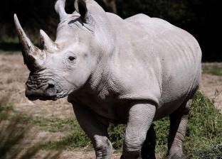 علماء يستخدمون حيلة لإنقاذ وحيد القرن الأبيض من الانقراض
