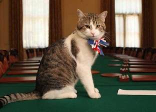 الحكومة البريطانية تهدد «قطة عاملة» بالطرد بسبب كسلها