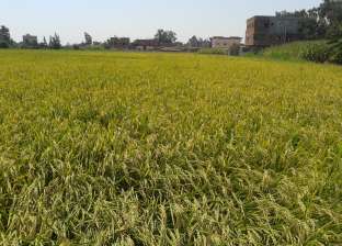 سعر الأرز الشعير اليوم 2022.. تراجع كبير منذ بداية موسم الحصاد
