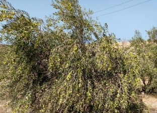 الشيخ زويد تتزين بـ40 ألف شجرة زيتون.. تحويل الصحراء لواحة خضراء منتجة